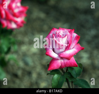 Un paradis Hybrid Tea Rose. Banque D'Images