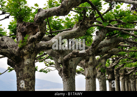 L'avenue des Platanes sur les rives du lac de Côme, Italie Banque D'Images