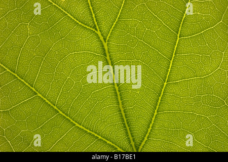 Close up of a feuilles présentant des veines Banque D'Images