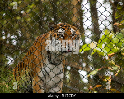 Tigre de Sibérie à la recherche sur de derrière une clôture à la Zoo de Darjeeling Himalaya Banque D'Images