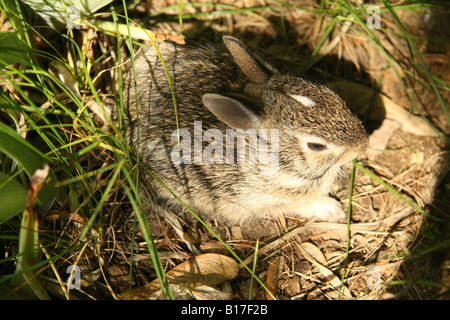 Lapin lapin chaton dans l'herbe haute et les mauvaises herbes. Banque D'Images