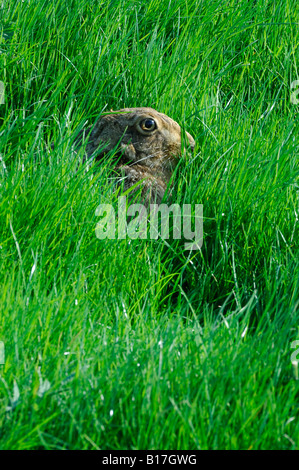 Lièvre Brun (Lepus europaeus - se cacher dans l'herbe sur une journée ensoleillée. Banque D'Images