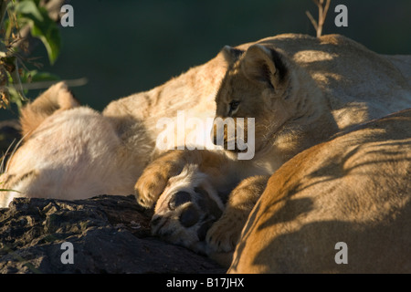 Bébé lion Panthera leo repose bien dans la protection de sa mère, la patte de ses petites pattes en appui sur la maman le Masai Mara au Kenya Banque D'Images