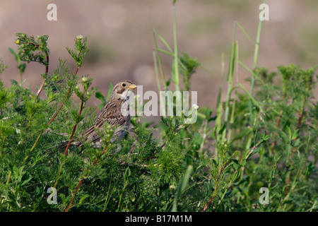 Bruant Proyer Miliaria calandra en mauvaises herbes Potton chant Bedfordshire Banque D'Images