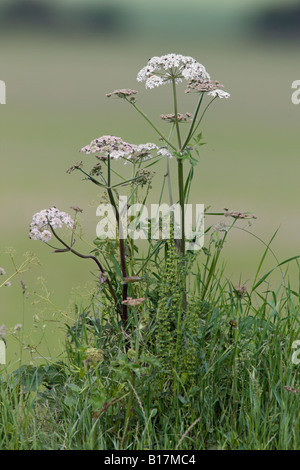 Berce du Caucase Heracleum sphondylium croissant sur les bord Ashwell Hertfordsire Banque D'Images