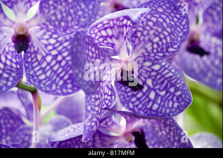 Vanda Sansai blue orchid Banque D'Images