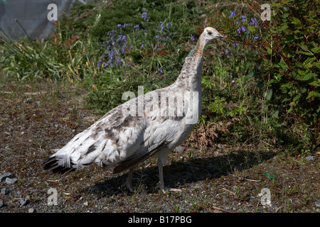 Peahen femelle dans un jardin dans le comté de Down en Irlande du Nord Banque D'Images