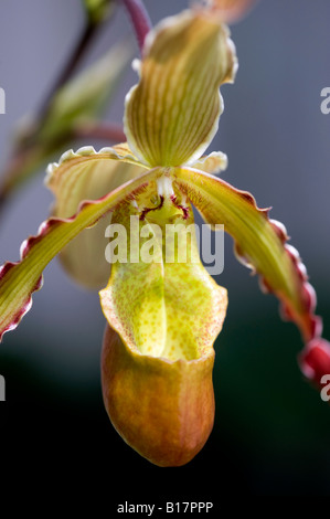 Les dirouilles Phragmipedium. Slipper orchidée fleur Banque D'Images