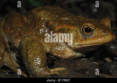 Un gros plan d'un crapaud de nuit. Banque D'Images