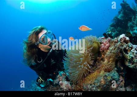 Scuba Diver et rose anemonefishes Amphiprion perideraion Cabilao Island Central Visayas Philippines Banque D'Images