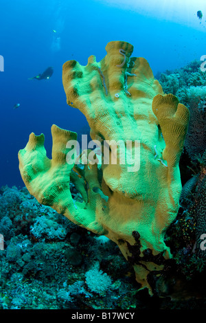 Scuba Diver avec éponge oreille d'Ianthella basta Cabilao Island Central Visayas Philippines Banque D'Images