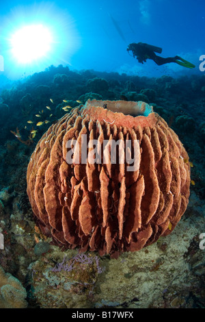 Scuba Diver et baril éponge Xestospongia testudinaria Cabilao Island Central Visayas Philippines Banque D'Images