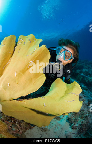 Scuba Diver avec éponge oreille d'Ianthella basta Cabilao Island Central Visayas Philippines Banque D'Images