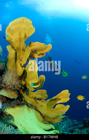 Scuba Diver avec éponge oreille d'Ianthella Ianthella basta basta Cabilao Island Central Visayas Philippines Banque D'Images