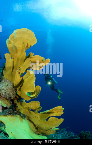 Scuba Diver avec éponge oreille d'Ianthella Ianthella basta basta Cabilao Island Central Visayas Philippines Banque D'Images