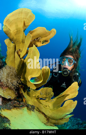 Scuba Diver avec éponge oreille d'Ianthella Ianthella basta basta Cabilao Island Central Visayas Philippines Banque D'Images