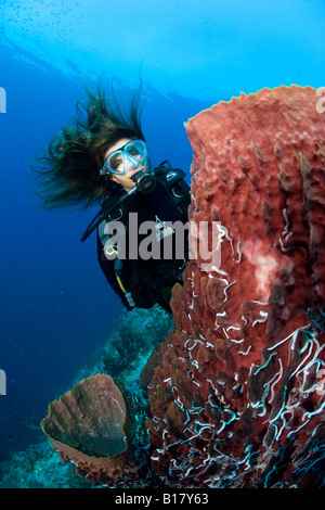 Scuba Diver avec baril éponge Xestospongia testudinaria Maolboal Cebu Philippines Banque D'Images