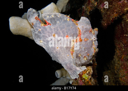 Poisson grenouille géant Antennarius commersonii Maolboal Cebu Philippines Banque D'Images