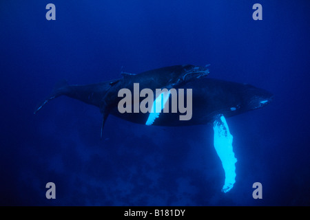 La mère et les baleines à bosse Megaptera novaeangliae Calw Banques Argent Mer des Caraïbes République dominicaine Banque D'Images