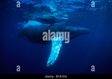 La mère et les baleines à bosse Megaptera novaeangliae Calw Banques Argent Mer des Caraïbes République dominicaine Banque D'Images