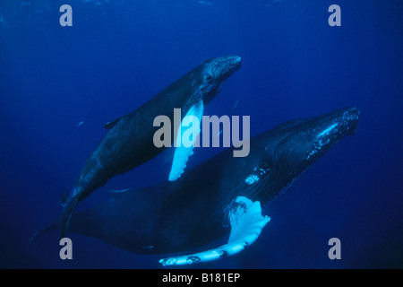 La mère et les baleines à bosse Megaptera novaeangliae Calw Banques Argent Mer des Caraïbes République dominicaine Banque D'Images