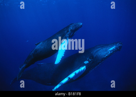 La mère et les baleines à bosse Megaptera novaeangliae Calw Banques Argent Mer des Caraïbes République dominicaine Banque D'Images