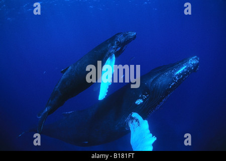 La mère et les baleines à bosse Megaptera novaeangliae Calw Banques Argent Mer des Caraïbes République dominicaine Banque D'Images