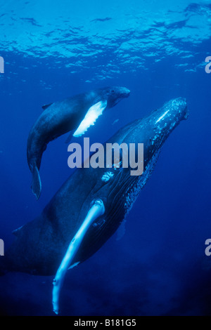 La mère et les baleines à bosse Megaptera novaeangliae Calw Banques Argent Mer des Caraïbes République dominicaine Banque D'Images