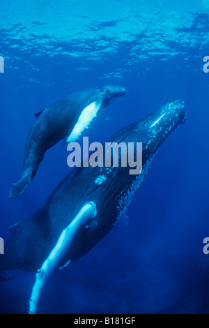 La mère et les baleines à bosse Megaptera novaeangliae Calw Banques Argent Mer des Caraïbes République dominicaine Banque D'Images