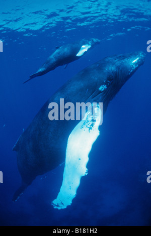 La mère et les baleines à bosse Megaptera novaeangliae Calw Banques Argent Mer des Caraïbes République dominicaine Banque D'Images