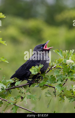 Les jeunes Corvus monedula Choucas sur Aubépine mendier de la nourriture Potton Bedfordshire Banque D'Images