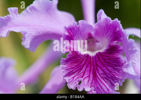 Diplocentrus Boothiana orchidée, fleur. Diplocentrus lobées. Sophronitis lobées. Lobata Cattleya Banque D'Images