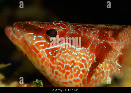 Comber peint Thorogobius scriba Kanula Croatie Mer Adriatique, l'île de Sušac Banque D'Images