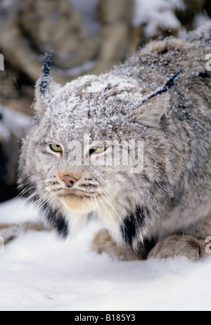 Portrait de lynx dans la neige (Felis lynx) Banque D'Images