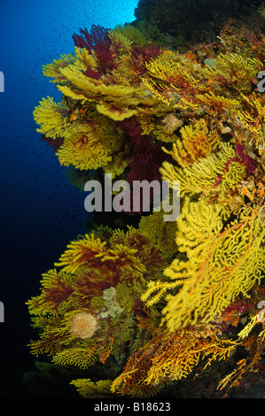 Coraux gorgones Paramuricea clavata variable avec Triscavac Bay l'île de Sušac Mer Adriatique Croatie Banque D'Images