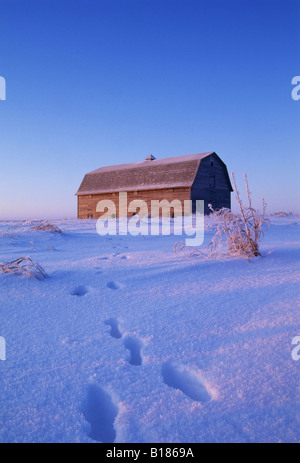 Pistes de lapin dans la neige mènent à grenier ; près de Saskatoon, Saskatchewan, Canada. Banque D'Images