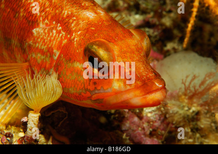 Comber peint Thorogobius scriba Triscavac l'île de Sušac Cap Mer Adriatique Croatie Banque D'Images