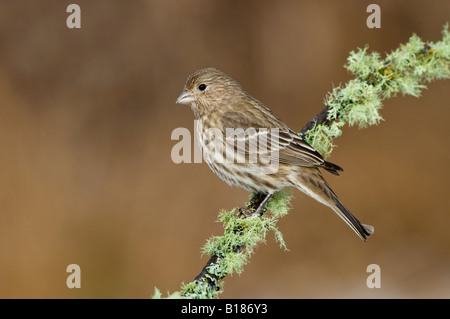 House Finch, Victoria, île de Vancouver, Colombie-Britannique, Canada. Banque D'Images