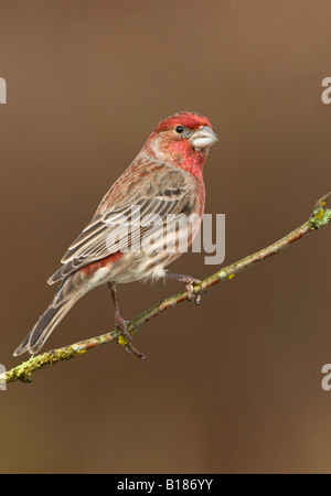 House Finch, Victoria, île de Vancouver, Colombie-Britannique, Canada. Banque D'Images