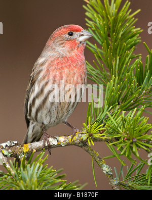 House Finch, Victoria, île de Vancouver, Colombie-Britannique, Canada. Banque D'Images