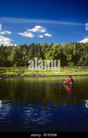 Fly fisherman casting pour le saumon sur la rivière Miramichi, Nouveau-Brunswick, Canada, les gens, le sport, la pêche sportive Banque D'Images