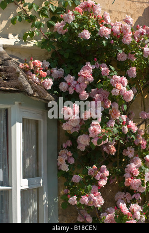 Albertine rose rose cuivre caractéristique avec mur d'escalade des bourgeons de cottage Banque D'Images