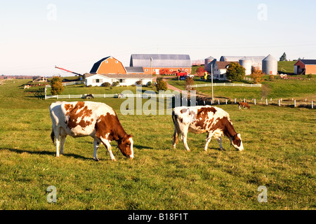 Guernesey, les vaches laitières, Fredericton, Prince Edward Island, Canada Banque D'Images