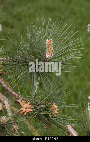 Bourgeons et feuilles de pin noir d'Autriche Pinus nigra ssp nigra Banque D'Images