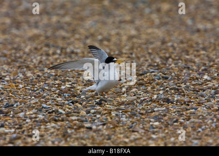 Sterne naine sur plage de galets Minsmere Suffolk Banque D'Images