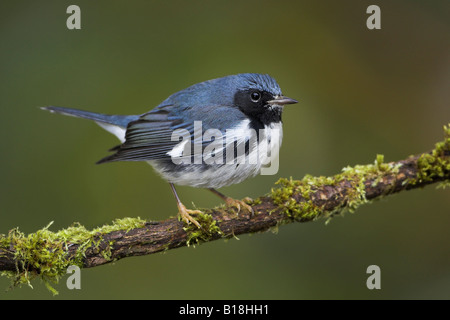 Un mâle Paruline bleue à gorge noire (Dendroica caerulescens) dans la région de Nanoose, British Columbia, Canada. Banque D'Images