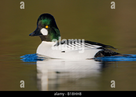 Un homme d'or (Bucephala clangula) à Victoria, Colombie-Britannique, Canada. Banque D'Images