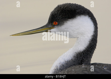 Un grèbe élégant (Aechmophorus occidentalis) à Victoria, Colombie-Britannique, Canada. Banque D'Images