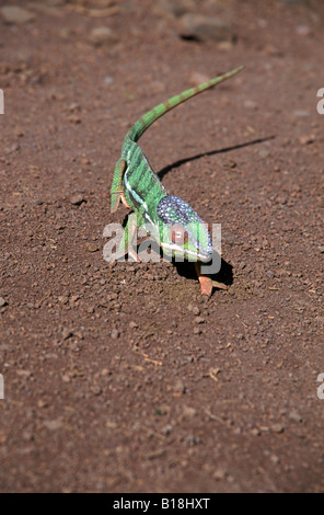 Chameleon sur route de montagne d'Ambre Parc National, Diego Suarez, Antsiranana Madagascar