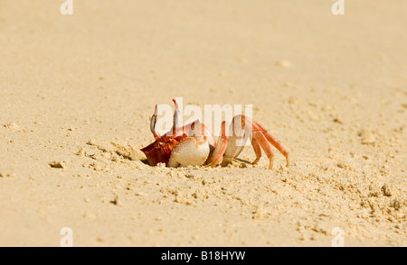 Un crabe fantôme Galapagos avec méfiance sort de son terrier Banque D'Images